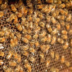 Les ondes des mobiles "fatales" pour nos abeilles - Mai 2011