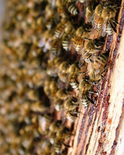 Les ondes des mobiles "fatales" pour nos abeilles - Mai 2011
