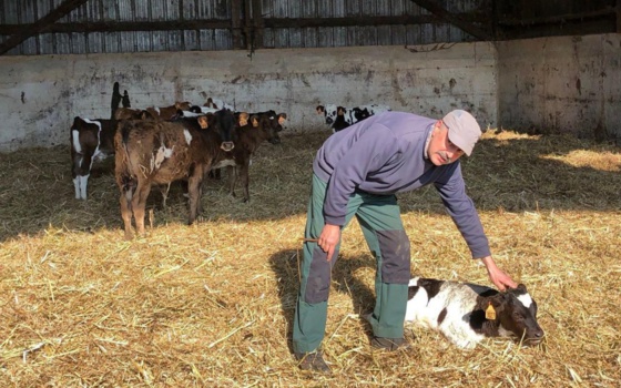 À Allineuc (Côtes-d’Armor), l’éleveur Stéphane Le Béchec a perdu 200 vaches et veaux de manière inexpliquée en trois ans. LP/Solenne Durox