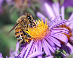 La destruction de la nature par l’« électrosmog » - Des abeilles, des oiseaux et des hommes - Ulrich Warnke - 01/11/2007