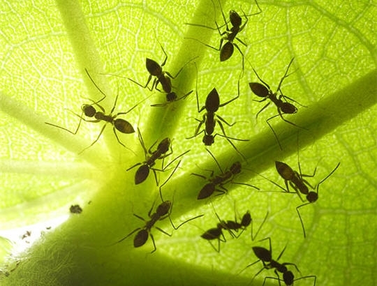 VIDEO / ETUDE : effets nocifs des ondes GSM mis en évidence sur des fourmis et des protozoaires - RTL.be - 11/07/2012