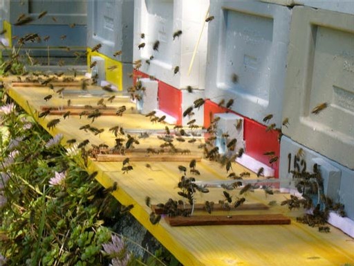 Etude allemande sur le changement comportemental des abeilles sous une exposition électromagnétique type mobile (portables, DECT) - 2005