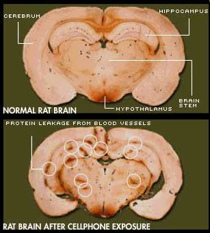 Salford et al. 2003 - 'Dégâts aux cellules nerveuses de cerveaux de mammifères après exposition à des micro-ondes de téléphones mobiles GSM'