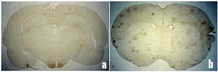 Salford et al. 2003 - 'Dégâts aux cellules nerveuses de cerveaux de mammifères après exposition à des micro-ondes de téléphones mobiles GSM'