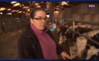 VIDEO : 'L'antenne-relais faisait mourir les veaux ? En Normandie, le bétail mis à l'abri' - TF1 - 26/10/2016
