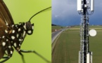 La 5G fait chauffer les antennes des insectes - lematin.ch - 13/05/2019