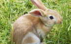 Sarthe : une antenne-relais pourrait-elle tuer des milliers de lapins ? - vibration.fr - 19/08/2019