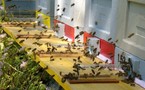 Etude allemande sur le changement comportemental des abeilles sous une exposition électromagnétique type mobile (portables, DECT) - 2005
